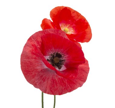 Güzel kırmızı gelincik çiçeği beyazda izole edilmiş.