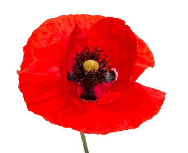 Oldukça zarif kırmızı gelincik çiçeği beyazda izole edilmiş.