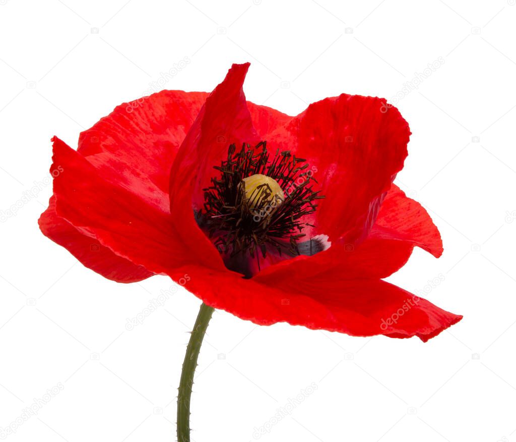 Pretty elegant red poppy flower isolated on the white