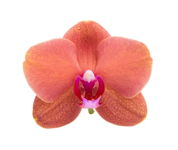 Orange Phalaenopsis Eller Eksotisk Orkide Blomst Isoleret Den Hvide - Stock-foto