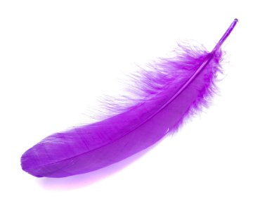 Stüdyodaki tüylü kuş tüyü rengi beyaza izole edilmiş.