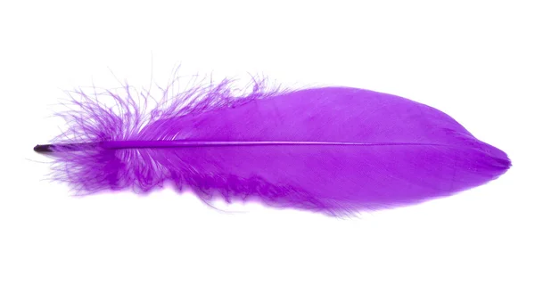 Pluma Pájaro Esponjoso Color Violeta Estudio Aislado Blanco — Foto de Stock