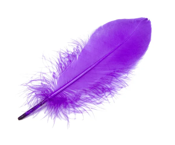 Plume Oiseau Duveteux Couleur Violette Studio Isolé Sur Blanc — Photo