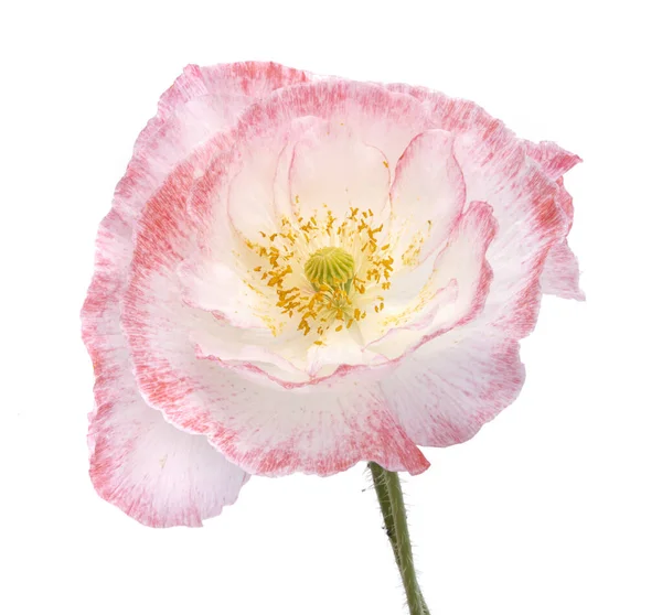 White Pink Poppy Flower Isolated White — Stock Photo, Image
