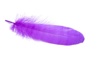 Stüdyodaki tüylü kuş tüyü rengi beyaza izole edilmiş.