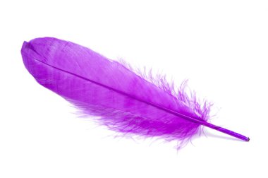 Stüdyodaki tüylü kuş tüyü rengi beyaza izole edilmiş.