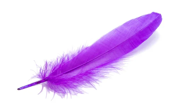 Pluizige Vogel Veer Violette Kleur Studio Geïsoleerd Witte — Stockfoto