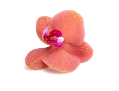 Turuncu falaenopsis ya da beyaz üzerinde izole edilmiş egzotik orkide çiçeği.