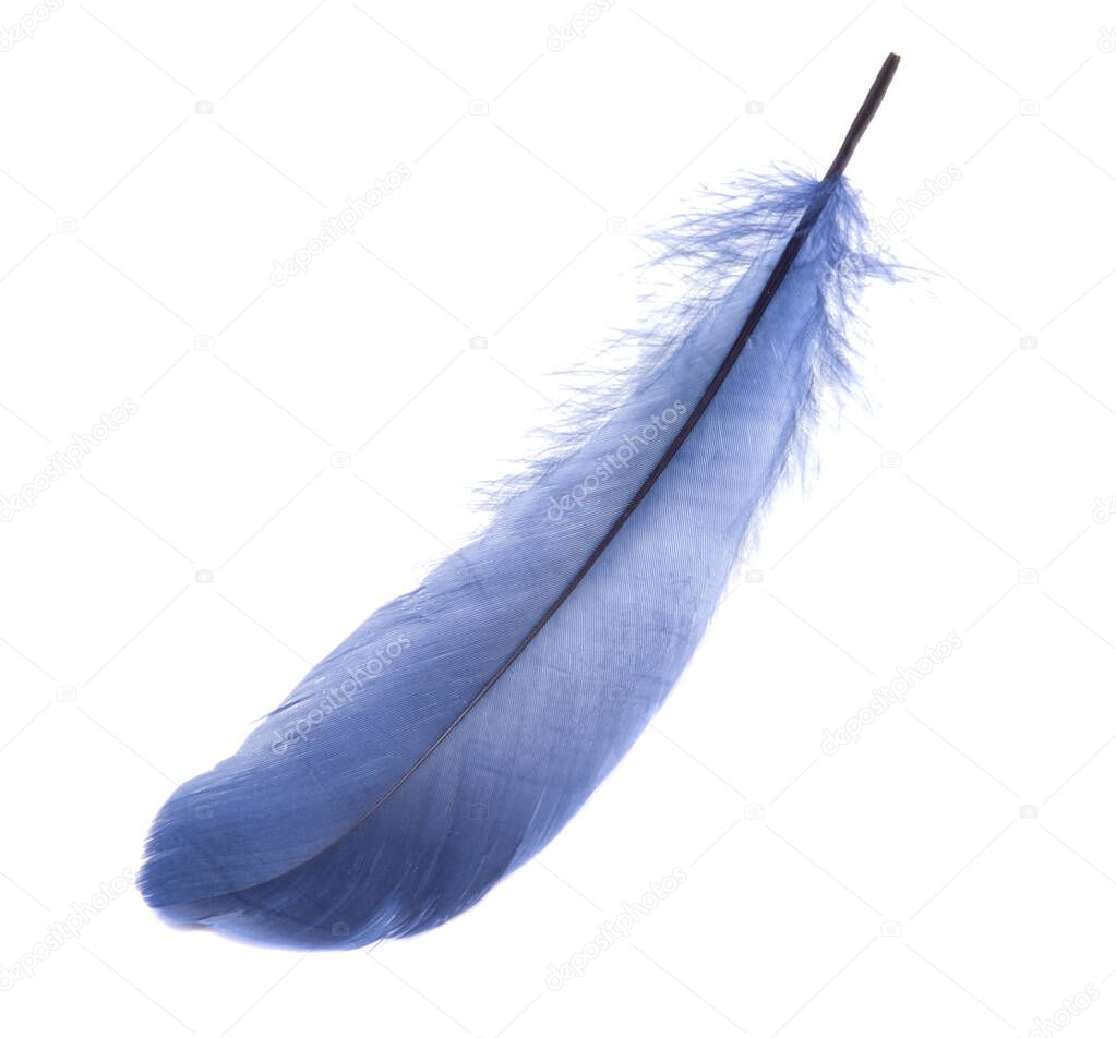 Fluffy blue bird feather decorative style in studio isolated on the white