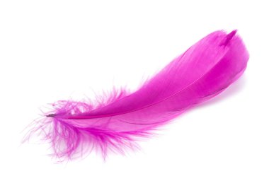 Stüdyodaki tüylü kuş tüyü dekoratif stili beyaz renkte izole edilmiş.