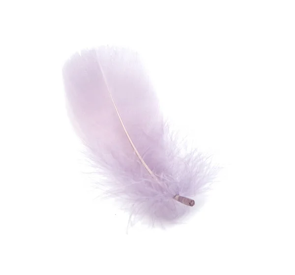 Fluffy Bird Feather Decorative Style Studio Isolated White — Stock Photo, Image