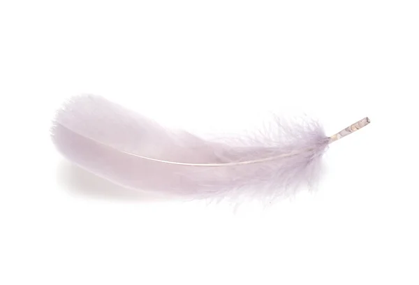 Fluffy Bird Feather Decorative Style Studio Isolated White — Stock Photo, Image