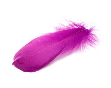 Mor ya da eflatun renkli tüylü tüyler beyazda izole edilmiş.