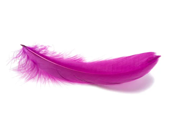 Violet Magenta Color Fluffy Feather Isolated White — Stock Photo, Image