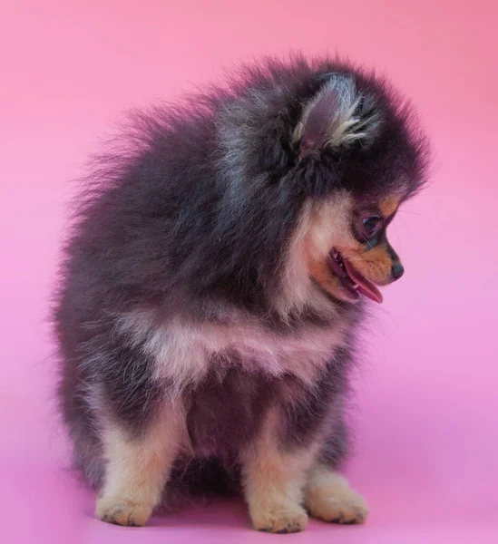 Zwart Vrij Pomeranian Puppy Roze Achtergrond — Stockfoto