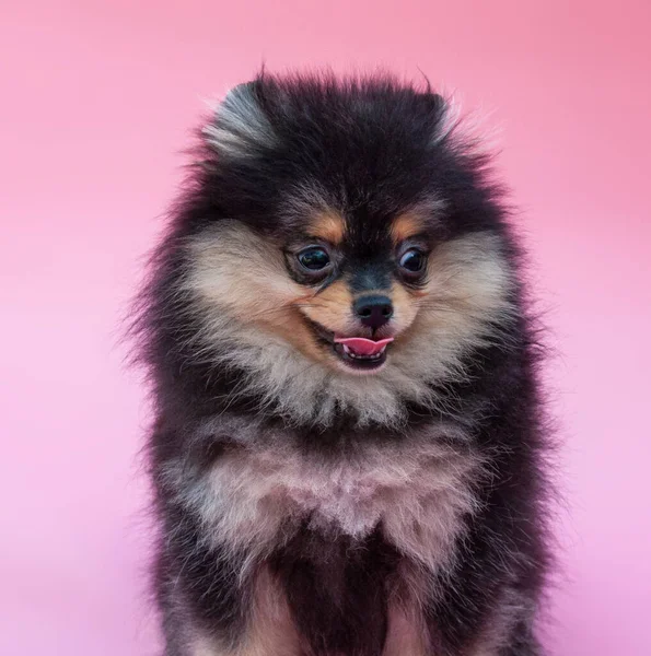 粉色背景上的黑色漂亮波美拉尼亚小狗 — 图库照片