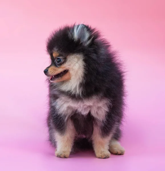 Black Pretty Pomeranian Puppy Pink Background — Stock Photo, Image