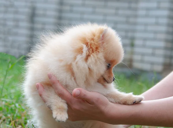 Funny Yellow Pomeranian Nature Pretty Puppy Good Mood — Stock Photo, Image