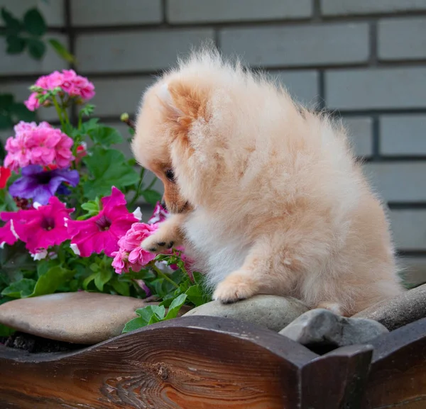 Engraçado Pomeranian Amarelo Natureza Cãozinho Bonito Bom Humor — Fotografia de Stock