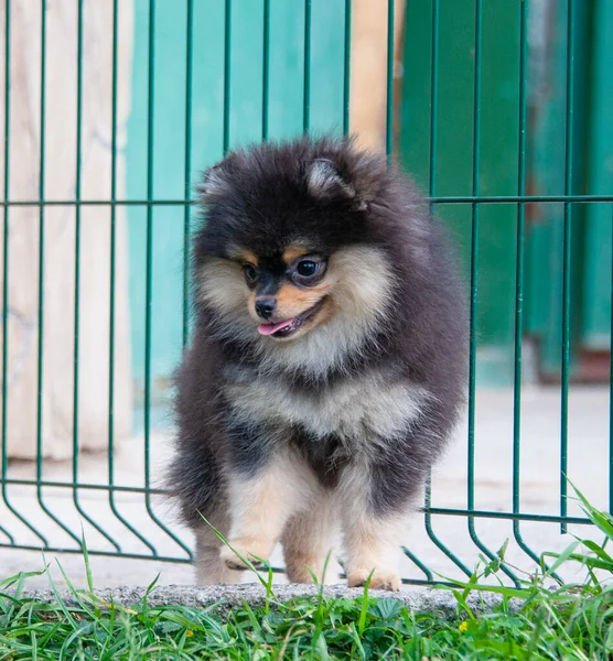 Grappig Gele Pomerans Natuur Mooie Puppy Goed Gehumeurd — Stockfoto