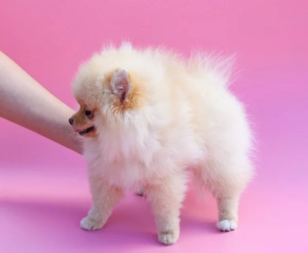 Engraçado Pomeranian Amarelo Natureza Cãozinho Bonito Bom Humor — Fotografia de Stock