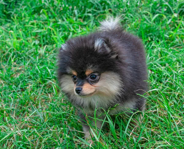 Engraçado Pomeranian Amarelo Natureza Cãozinho Bonito Bom Humor — Fotografia de Stock