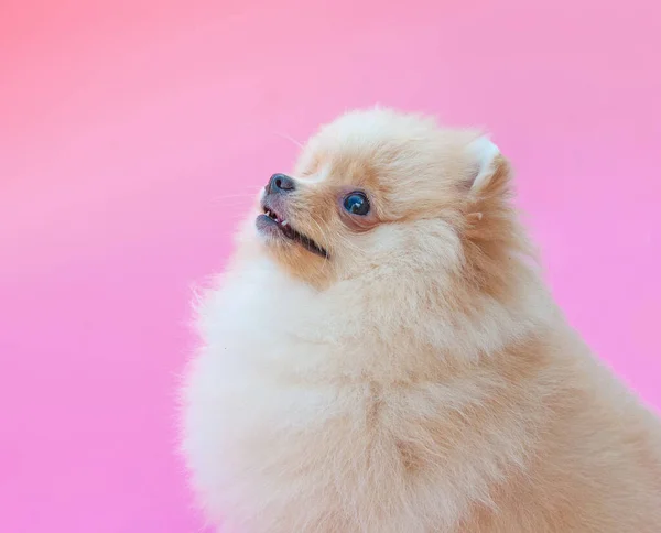 Goud Vrij Pomeranian Puppy Roze Achtergrond — Stockfoto