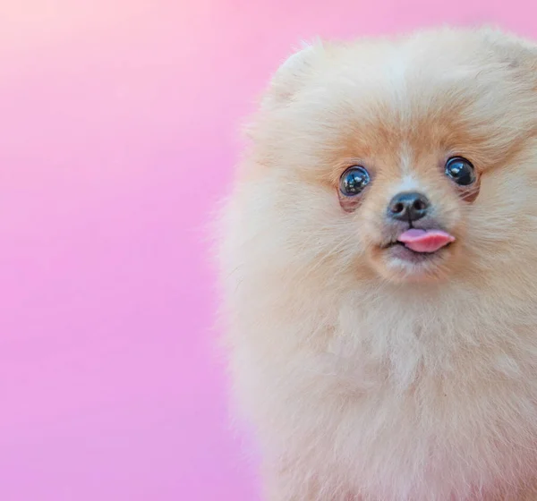 Goud Grappig Likken Vrij Pomeranian Puppy Roze Achtergrond — Stockfoto