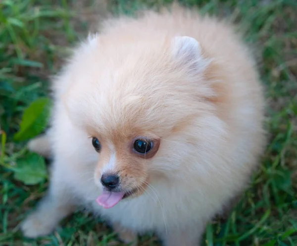 Doğadaki Komik Sarı Pomeranian Güzel Köpek Yavrusu Neşelidir — Stok fotoğraf