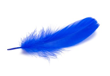 Pofuduk Kraliçe Mavi Elektrikli Kuş tüyü dekoratif stili. Stüdyoda izole edilmiş.