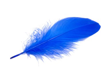 Pofuduk Kraliçe Mavi Elektrikli Kuş tüyü dekoratif stili. Stüdyoda izole edilmiş.