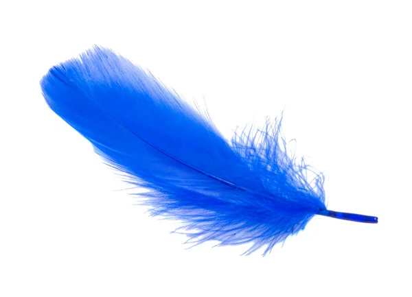 Fluffy Rainha Azul Cor Elétrica Pássaro Penas Estilo Decorativo Estúdio — Fotografia de Stock
