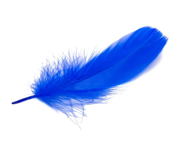 Fluffy Rainha Azul Cor Elétrica Pássaro Penas Estilo Decorativo Estúdio — Fotografia de Stock