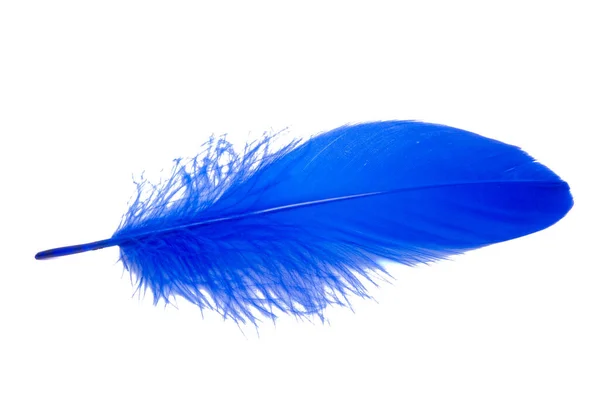Pofuduk Kraliçe Mavi Elektrikli Kuş Tüyü Dekoratif Stili Stüdyoda Izole — Stok fotoğraf