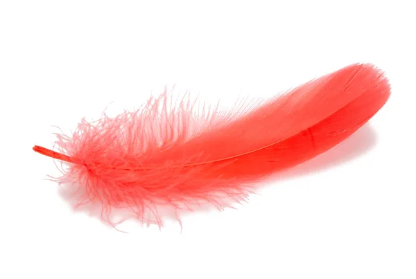 Stüdyodaki Tüylü Kırmızı Kuş Tüyü Dekoratif Stili Beyaz Renkte Izole — Stok fotoğraf