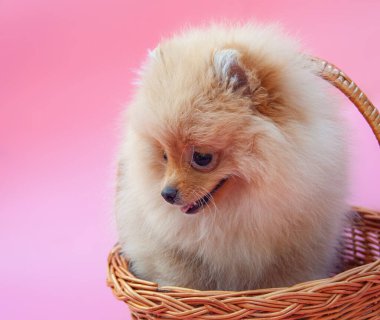Pembe arka planda altın rengi sevimli Pomeranya köpeği