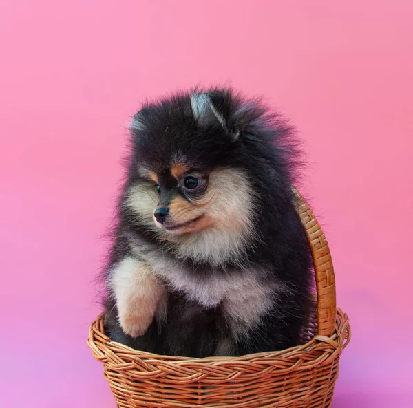 Zwart Vrij Pomeranian Puppy Roze Achtergrond — Stockfoto