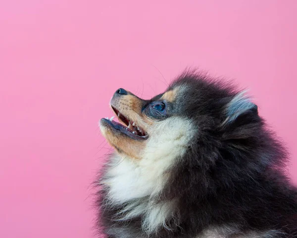 Zwart Vrij Pomeranian Puppy Roze Achtergrond — Stockfoto