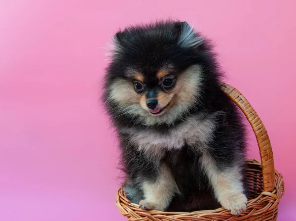 Zwart Vrij Pomeranian Puppy Roze Achtergrond — Stockfoto