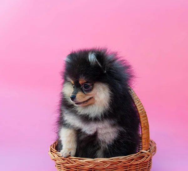 Zwart Vrij Pomeranian Puppy Roze Achtergrond — Stockfoto