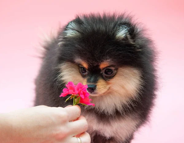 Nero Grazioso Cucciolo Pomerania Sullo Sfondo Rosa — Foto Stock