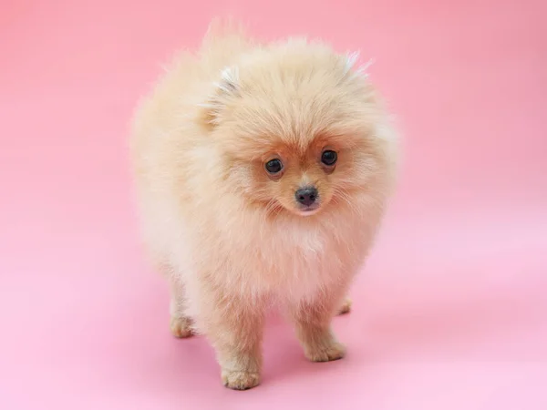 Gold Funny Pretty Pomeranian Puppy Pink Background — Stock Photo, Image