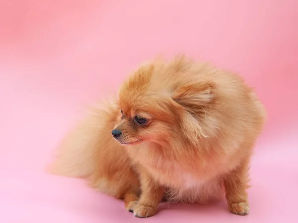 Gold Funny Pretty Pomeranian Puppy Pink Background — Stock Photo, Image