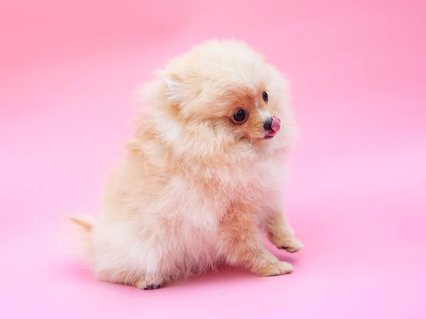 Ouro Engraçado Filhote Cachorro Muito Pomerano Fundo Rosa — Fotografia de Stock