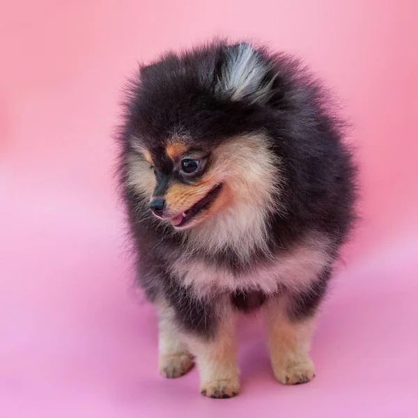 粉色背景上的黑色漂亮波美拉尼亚小狗 — 图库照片