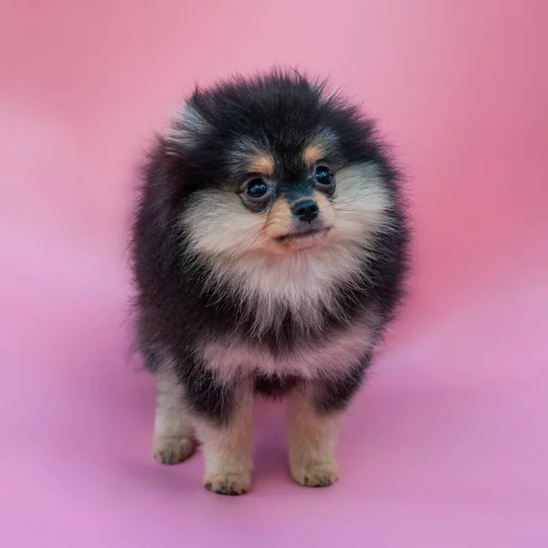 Preto Bonito Pomeranian Filhote Cachorro Fundo Rosa — Fotografia de Stock