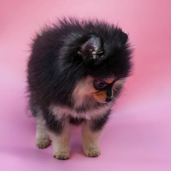 Zwart Vrij Pomeranian Puppy Roze Achtergrond — Stockfoto