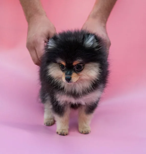 Negru Catelus Destul Pomeranian Fundal Roz — Fotografie, imagine de stoc