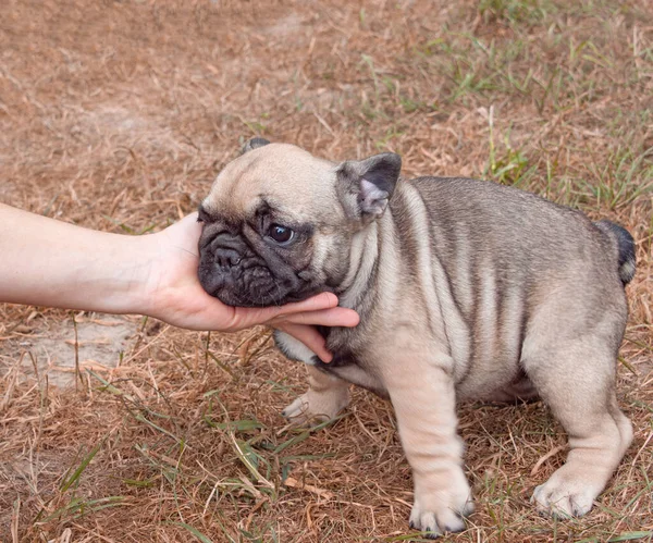 Vicces Kis Francia Bulldog Kiskutya Természetben Szabadban — Stock Fotó