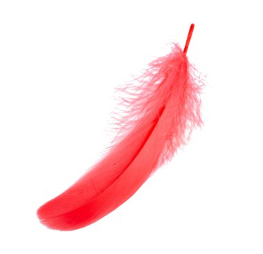 Stüdyodaki tüylü kırmızı kuş tüyü dekoratif stili beyaz renkte izole edilmiş.